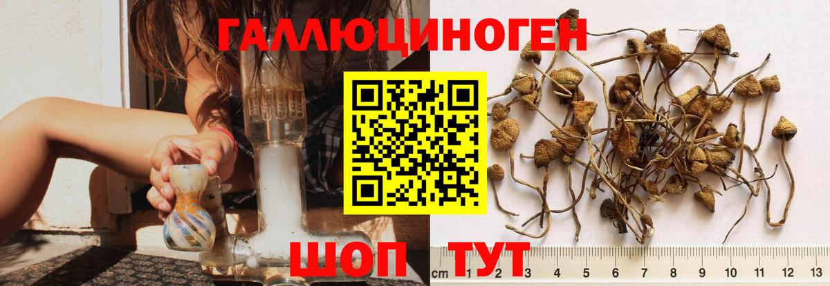 Находка  Псилоцибиновые грибы мухоморы  Вход с VPN 